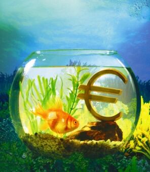 akuarium dengan ikan emas untuk menarik wang
